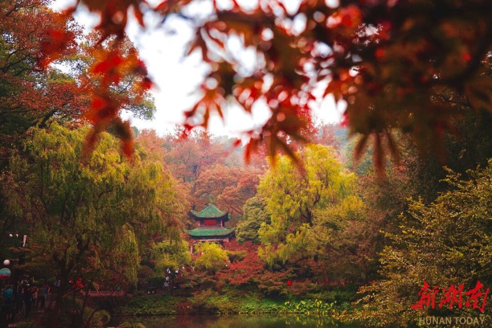 枫华麓山潮漾湘声第十七届岳麓山红枫节开幕
