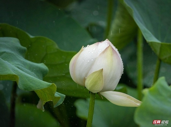 【每日一图@湖南】又见"夏雨荷"!荷花优雅绽放,仿佛从画中走来