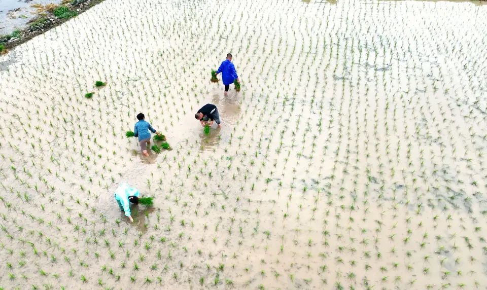 浪洞镇：夏种好时节 稻秧移栽忙_腾讯新闻