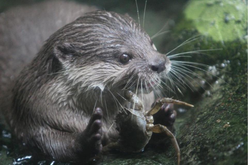 广州动物园的水獭日常以禾花鱼和泥鳅为食,保育员还会根据具体情况投
