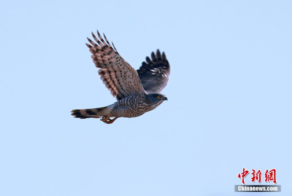 国家二级保护鸟类松雀鹰“光临”安徽祁门-腾讯新闻