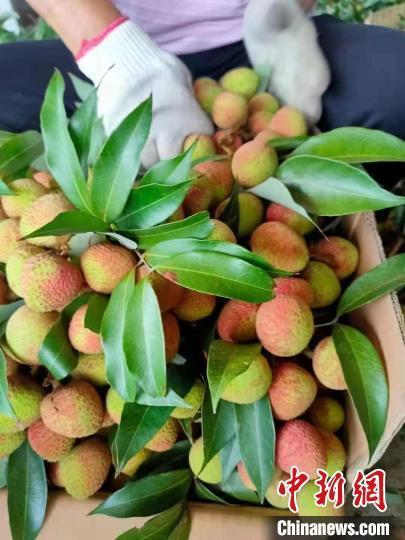"中国荔乡"广东茂名"三月红"荔枝大量上市