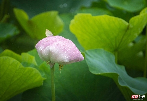 【每日一图@湖南】又见"夏雨荷"!荷花优雅绽放,仿佛从画中走来