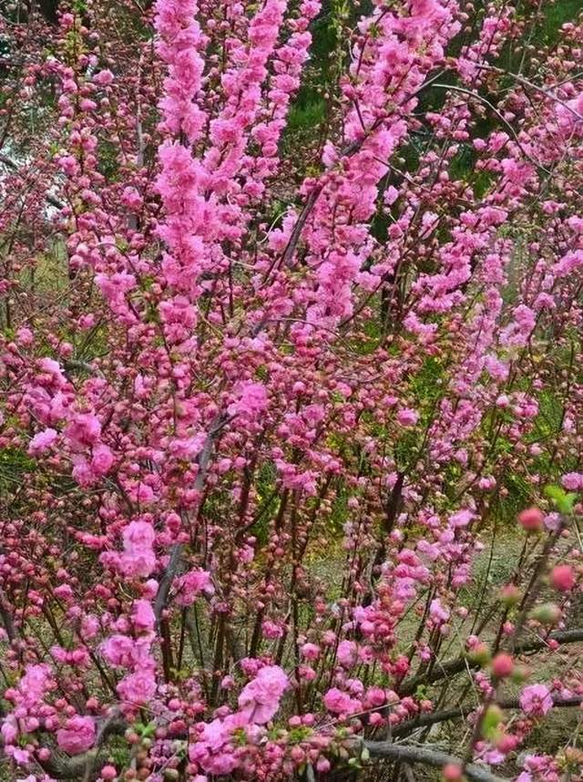 榆叶梅 | 让您在这个春天遇见更美的梅河口