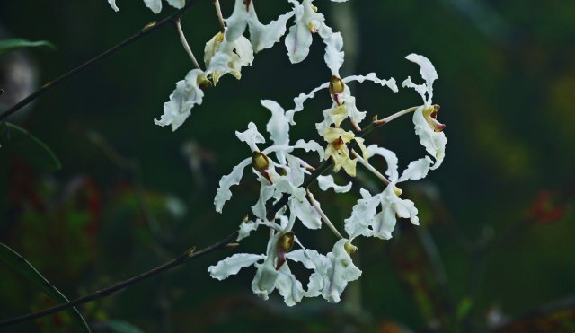 保山龙陵拍到白花拟万代兰,优雅,实在是优雅!