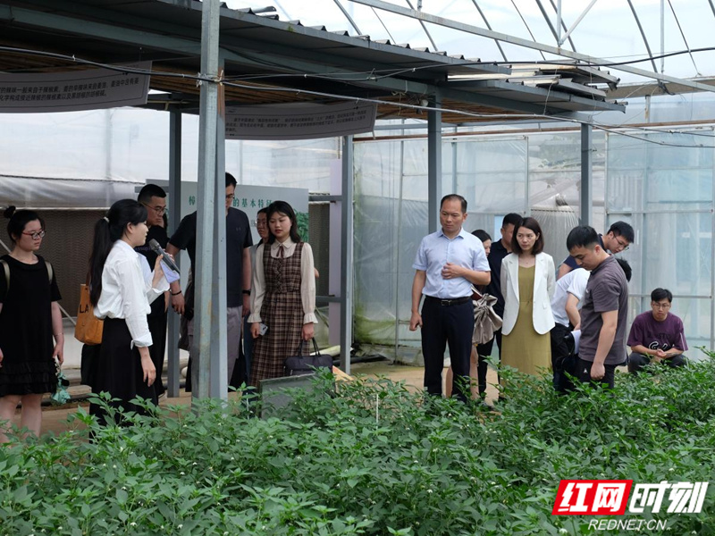 当天,大家还深入湘阴县杨林寨乡,樟树镇调研食用菌和辣椒产业发展情况