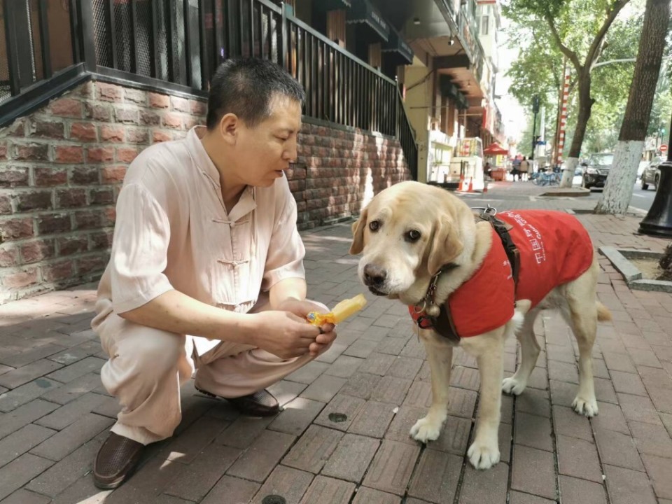 冰城第一只持证上岗的导盲犬现在咋样了？ “盲爸”修军权：我和宝莉的这