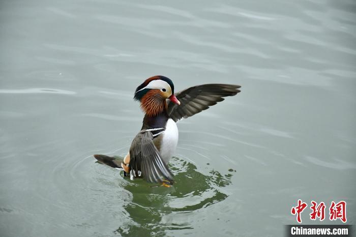 鸳鸯水中嬉戏 雨后西湖尽显自然之美_腾讯新闻