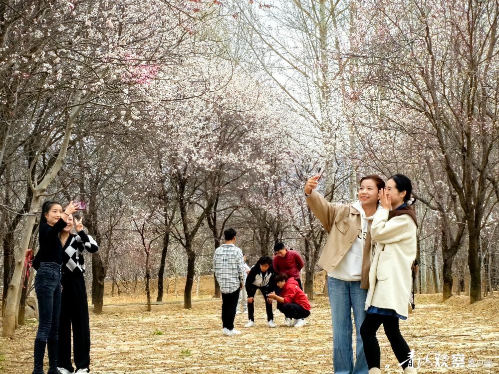 化隆杏花文化艺术周启幕