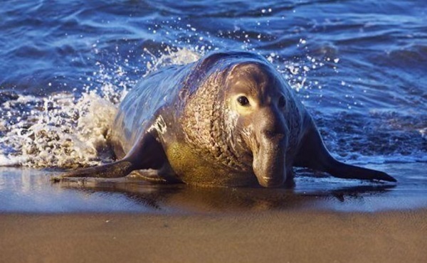 水下每天仅睡2小时 北象鼻海豹擅长"熬夜"_腾讯新闻