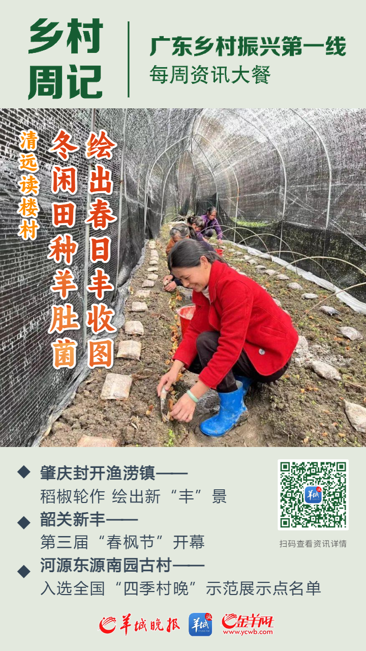 乡村周记 | 清远读楼村羊肚菌迎来丰收;韶关新丰第三届"春枫节"开幕