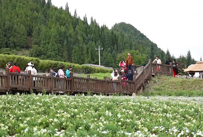 开启浪漫花海旅游季!贵州麻江500亩金鱼草热情绽放