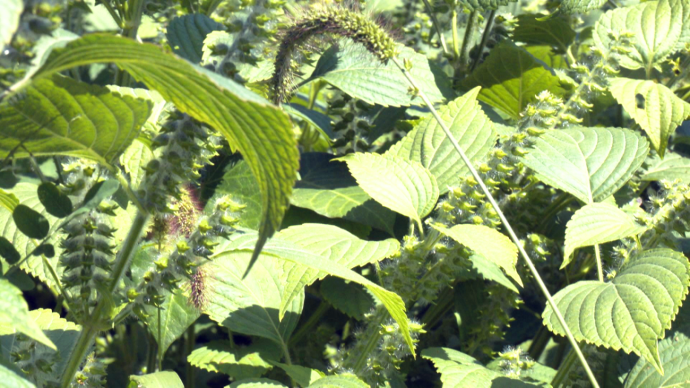 安图县灰苏子种植为乡村振兴增色添香