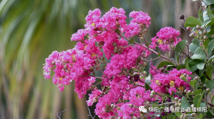 在江油市太白公园内,紫薇花树枝干遒劲,花朵盛放如烟霞浮于树梢间.