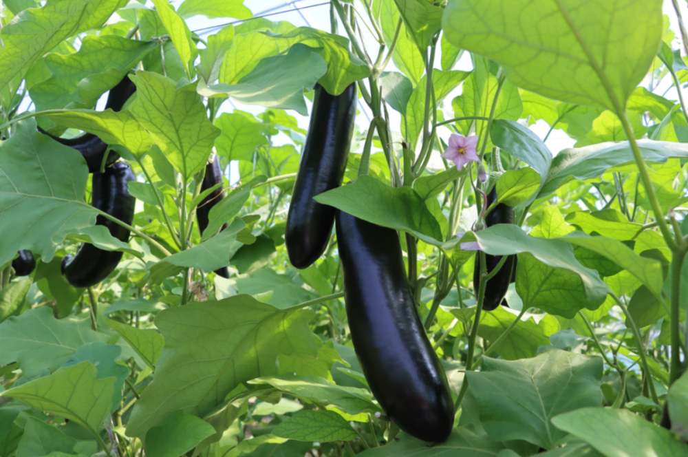 白银区:茄子迎丰收 "蔬"写致富好"钱"景