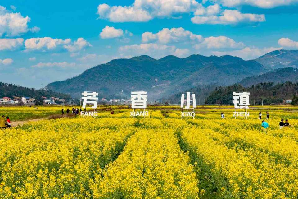 2024年长沙市望城区"望见美好 一路生花"第四届茶亭花海文化艺术节在