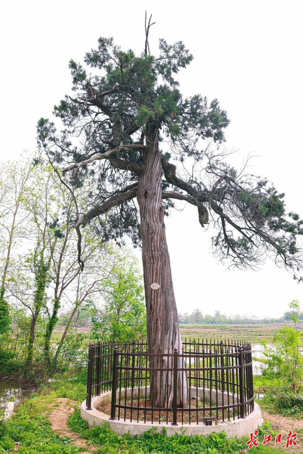 武汉12株千年古树很"受宠"_腾讯新闻