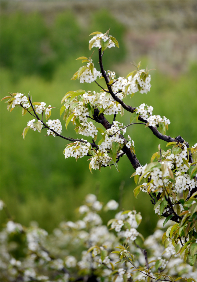 小贴士地址:龙井梨花民俗文化广场吉林省延边朝鲜族自治州龙井市延龙