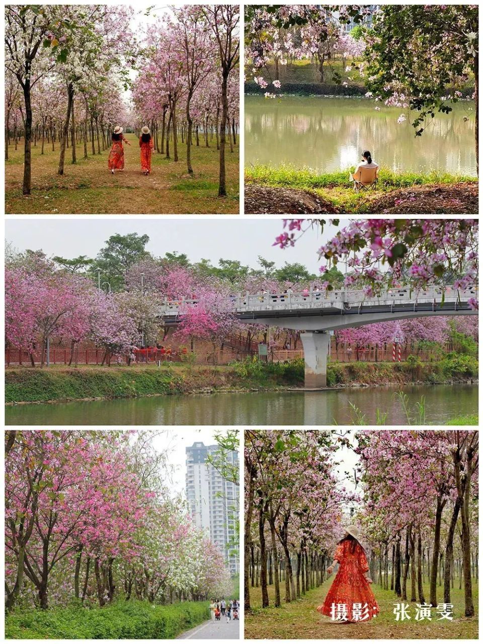 67广州花朝节,我把花都写进诗篇