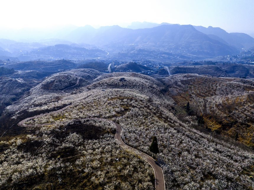 纳雍总溪河樱花景点图片