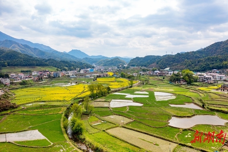 长塘镇果甜茶香助农富特色产业兴乡村