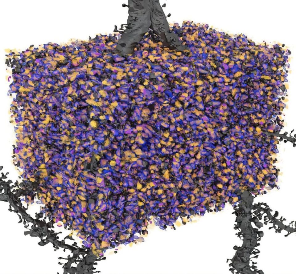 以色列医疗设备有哪些追问weekly ｜ 过去一周，脑科学领域有哪些新发现？Vol.63_https://www.jmylbn.com_新闻资讯_第2张