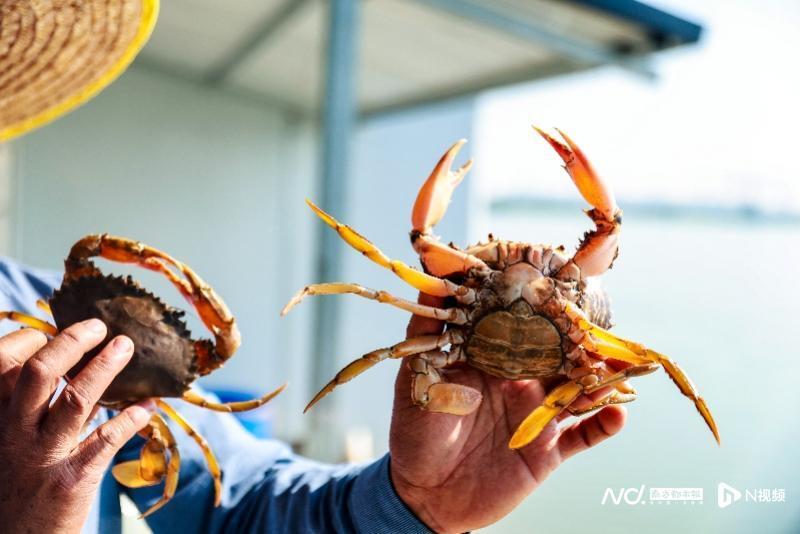 黃油蟹比普通青蟹風味更優,是粵港澳等地聞名遐邇的名貴食材.