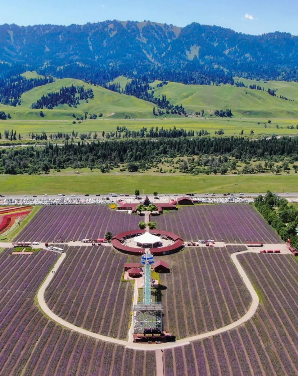 五彩缤纷 花海那拉提景区迎来赏花潮