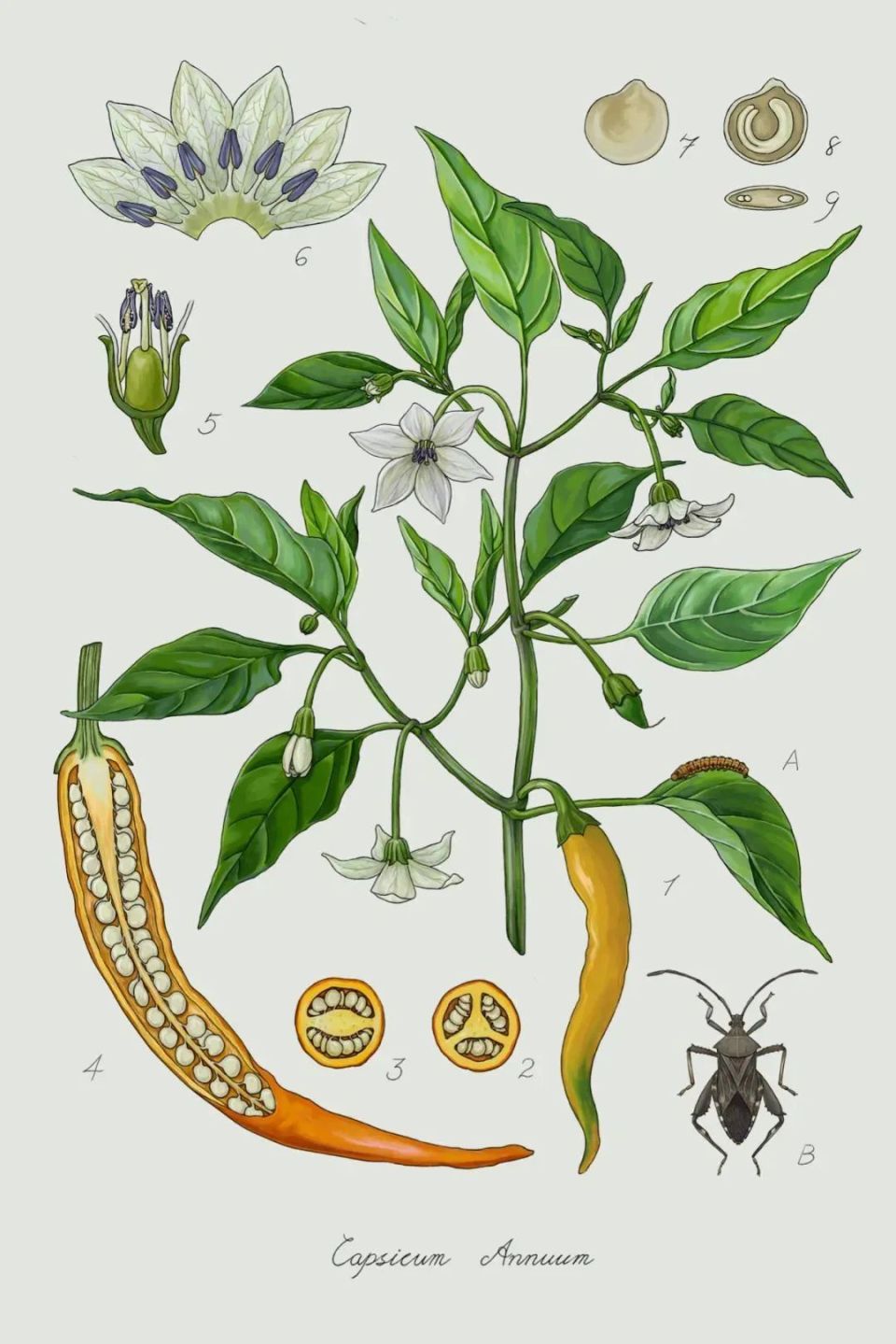 辣椒苗局部|2.三心皮中轴胎座|3.二心皮中轴胎座|4.果实纵切图|5.