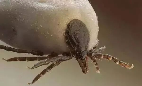 你们要的寄生虫大全来啦!看完不要打我!