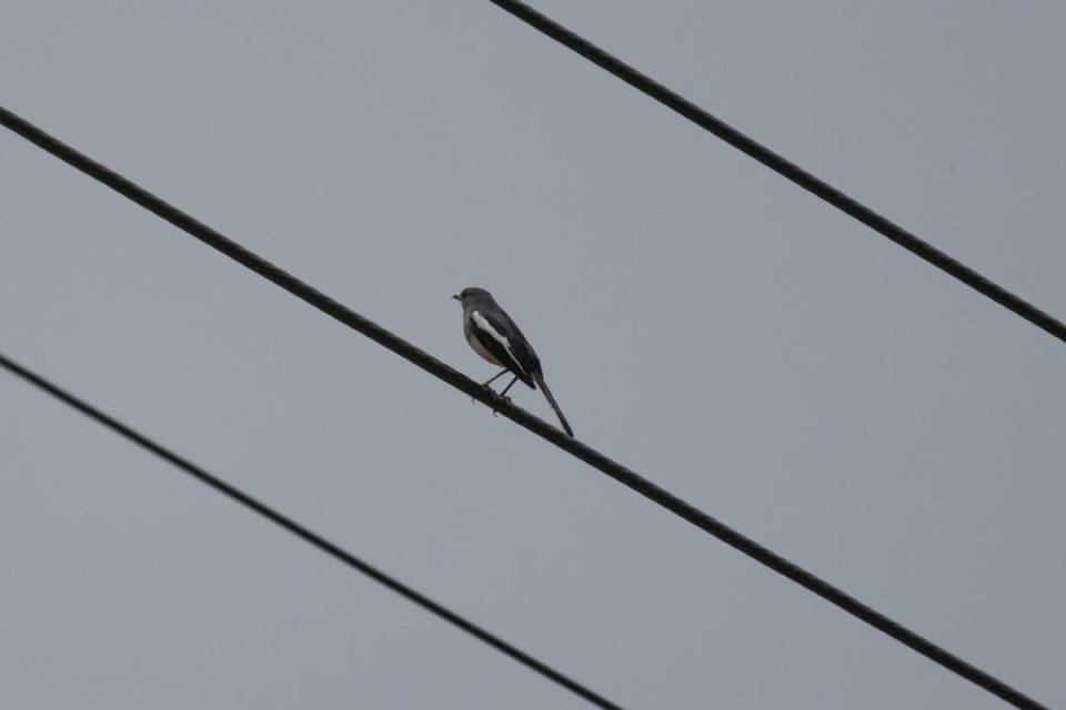 雀鸲林鹬黄腹鹨灰头麦鸡(前),凤头麦鸡(中),白鹭(后)水鹨白鹡鸰黄头