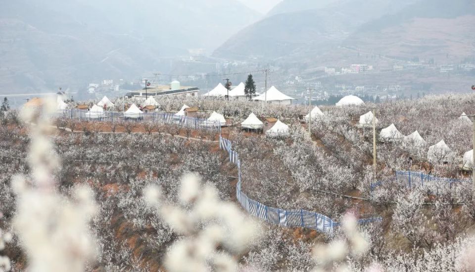 纳雍总溪河樱桃节图片