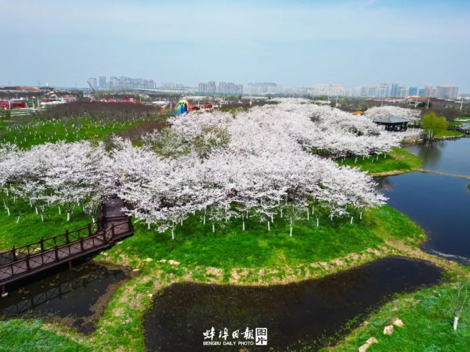 亚洲第一大樱花园固镇图片