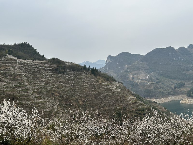 开阳县花梨镇:樱花盛开 "樱"你而来