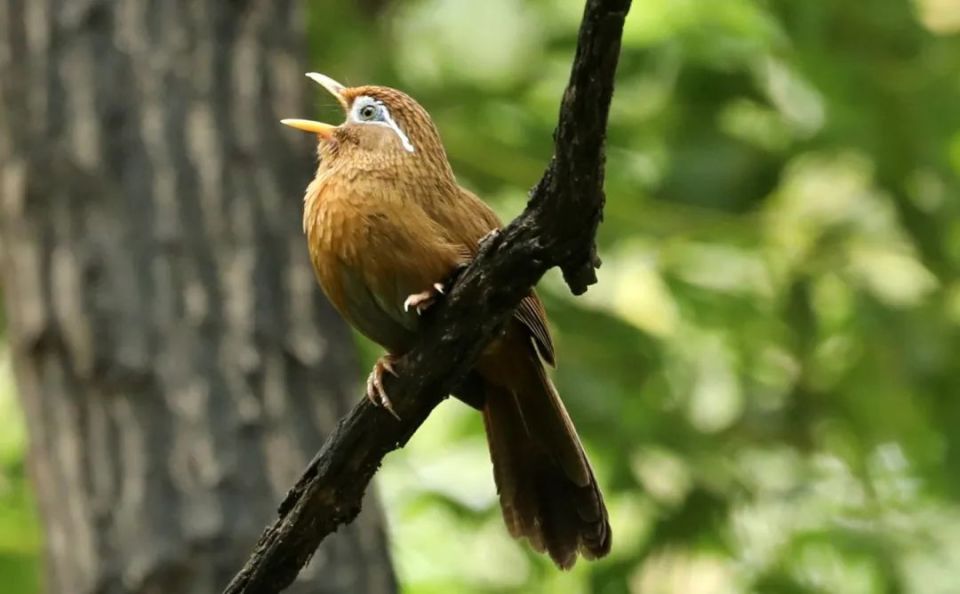 谷雨| 夏日里的社牛:听得懂粤语,英语和鸟语_腾讯新闻