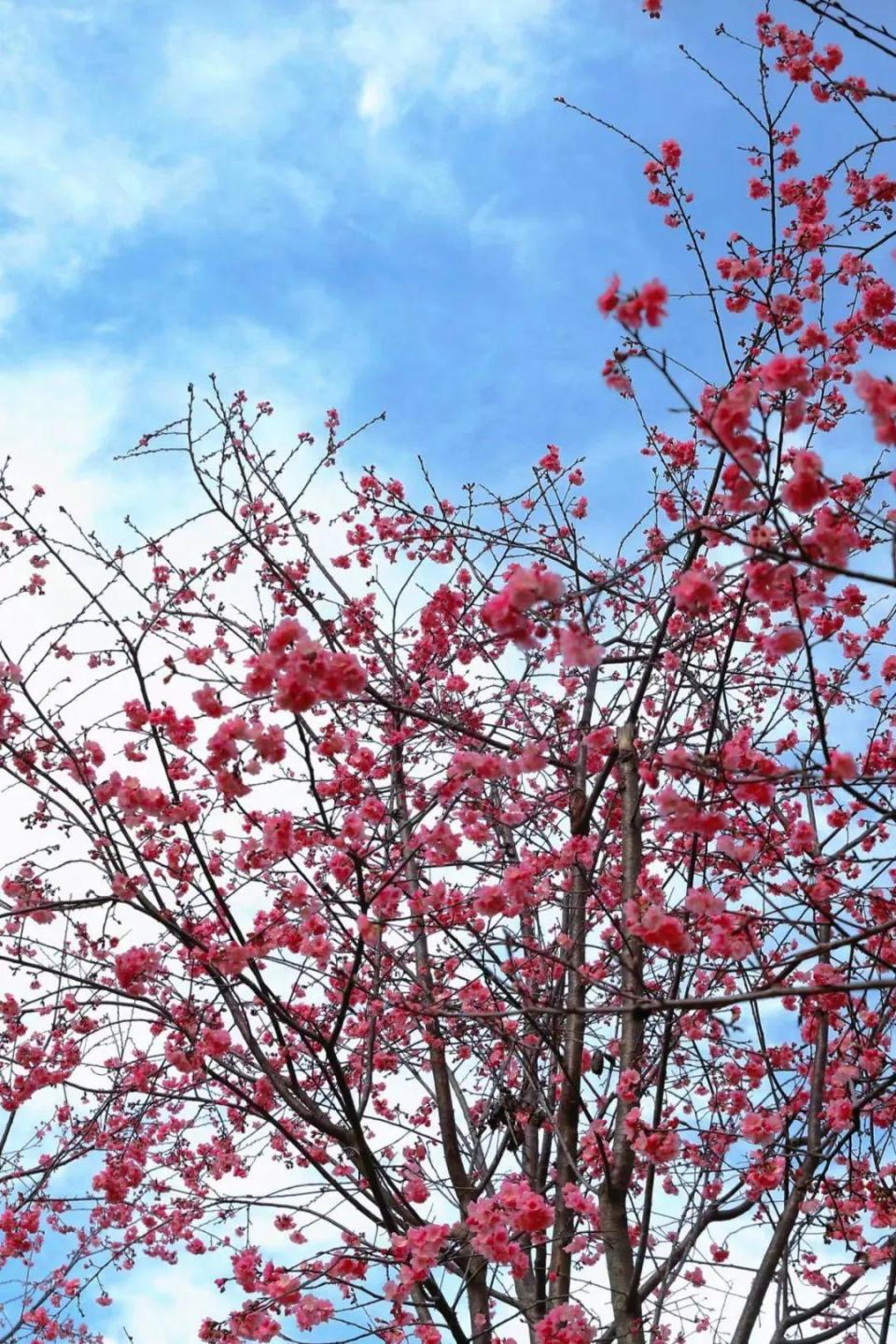 在腾冲北海有一种浪漫叫做陌上花开遇见你