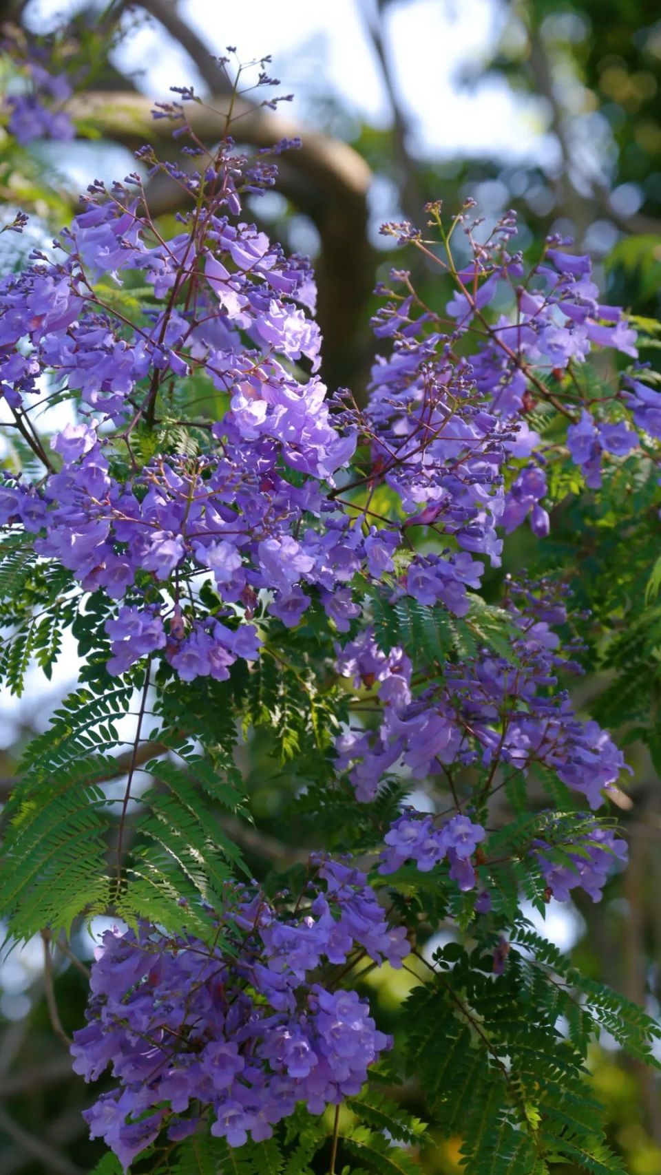 蓝楹花最美图片