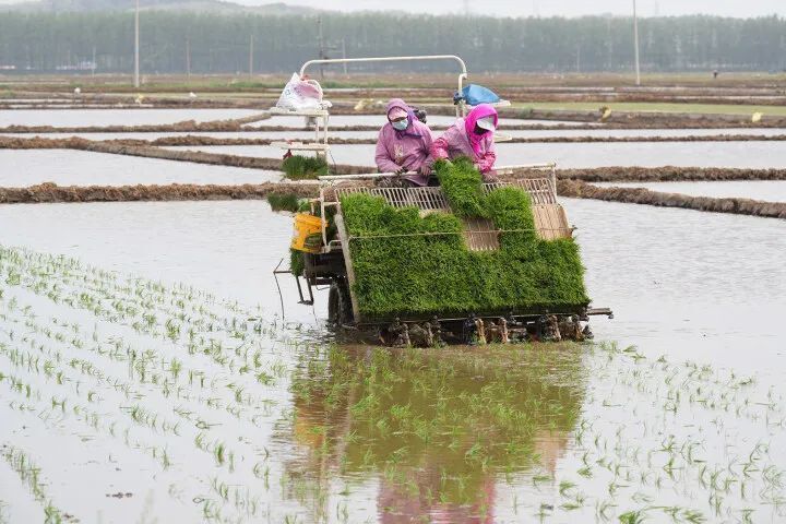 田畴染新绿!我市50万亩水田插秧陆续展开