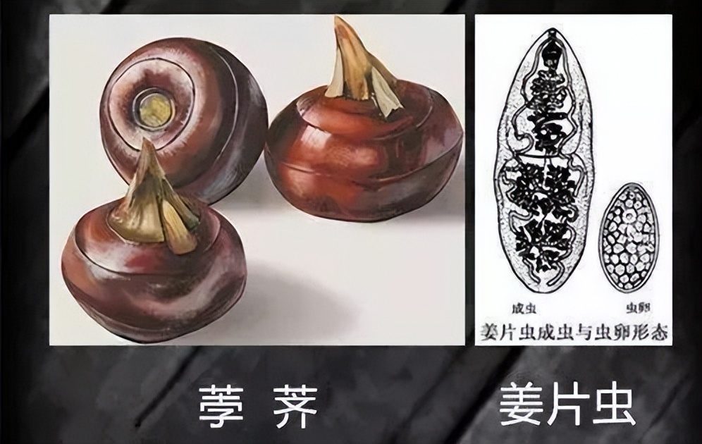 荸荠是水生植物,种植的水田中很有可能存在姜片虫的囊蚴,它一般会附着
