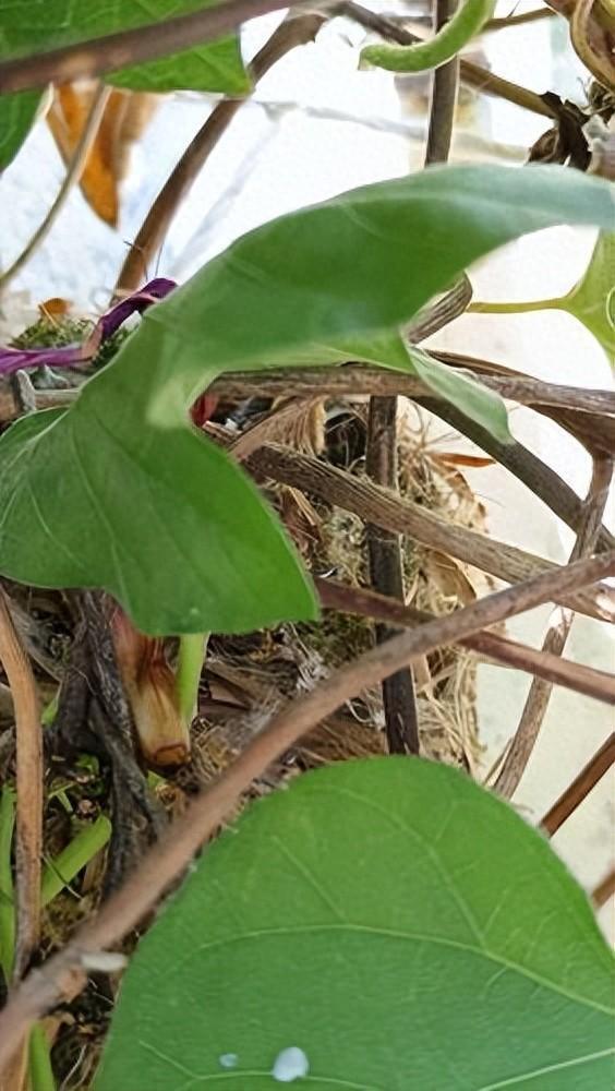 人与动物和谐共存 成都市中心的雏鸟奇遇记