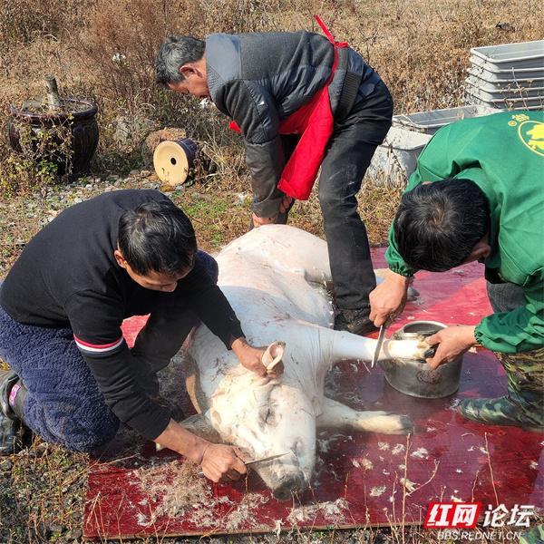 红运当头︱杀头肥猪好过年_腾讯新闻