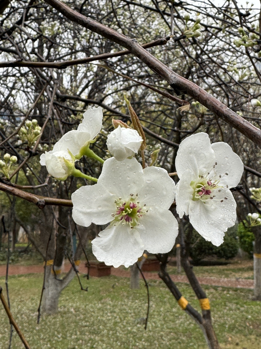 梨花开了,一枝春带雨