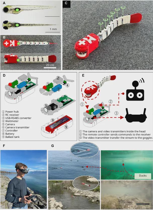 EPFL《Science》子刊重磅！斑马鱼幼体仿生机器人ZBot，解密鱼类翔游机制_腾讯新闻