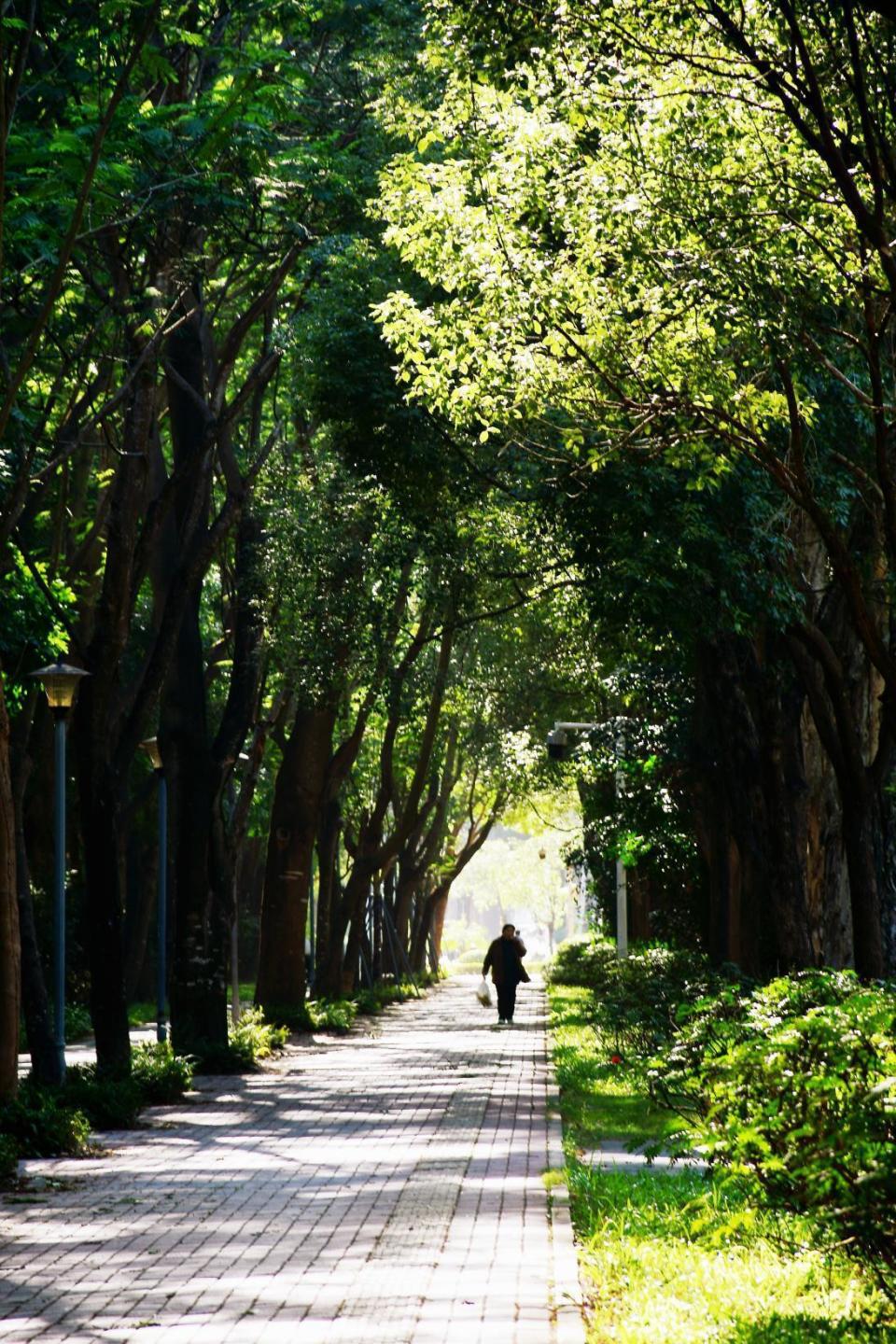 67美丽·坪山范 | 走进坪山自然系林荫道,幸福感max