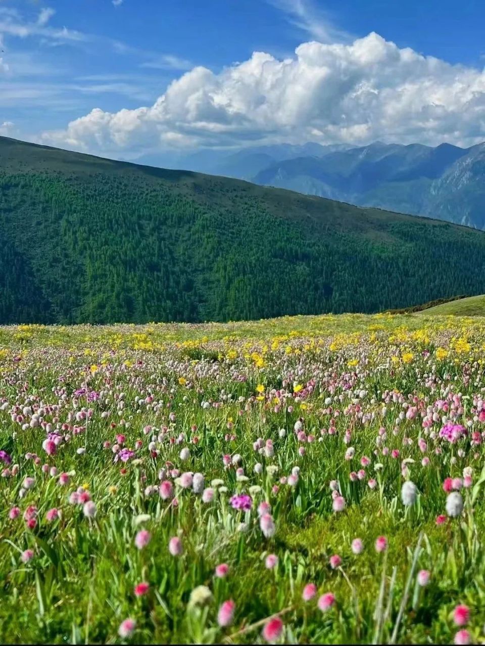 不如来甘孜巴太的家乡,邂逅开满鲜花的空中草原!