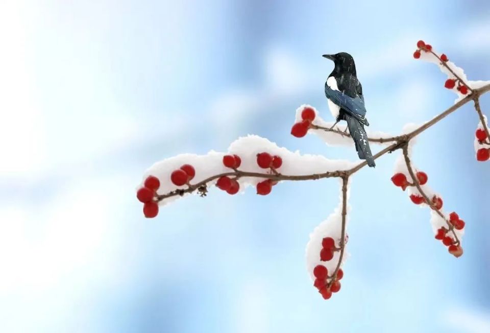 缤纷雪花,带我们走进真正的寒冬