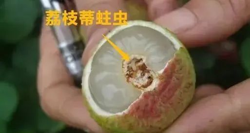 一颗荔枝三把火？怎么吃才不上火？_腾讯新闻