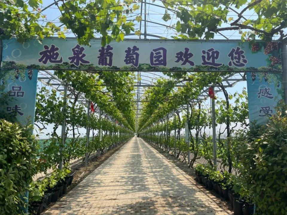 施泉葡萄即将上市!价格同去年持平