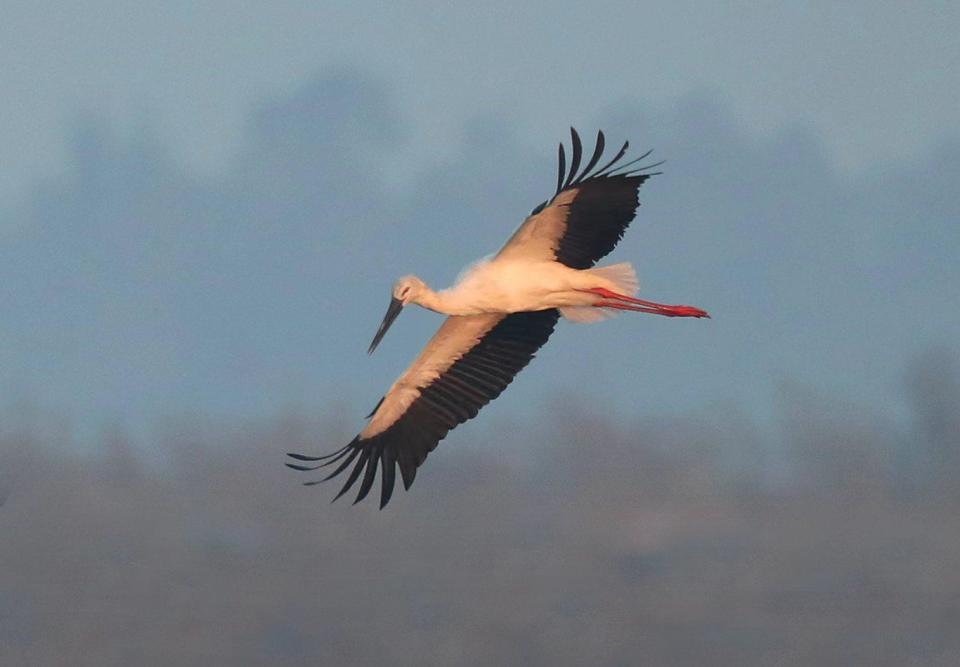 阳江首次记录成群东方白鹳,广东正打造"鸟的天堂"_腾讯新闻