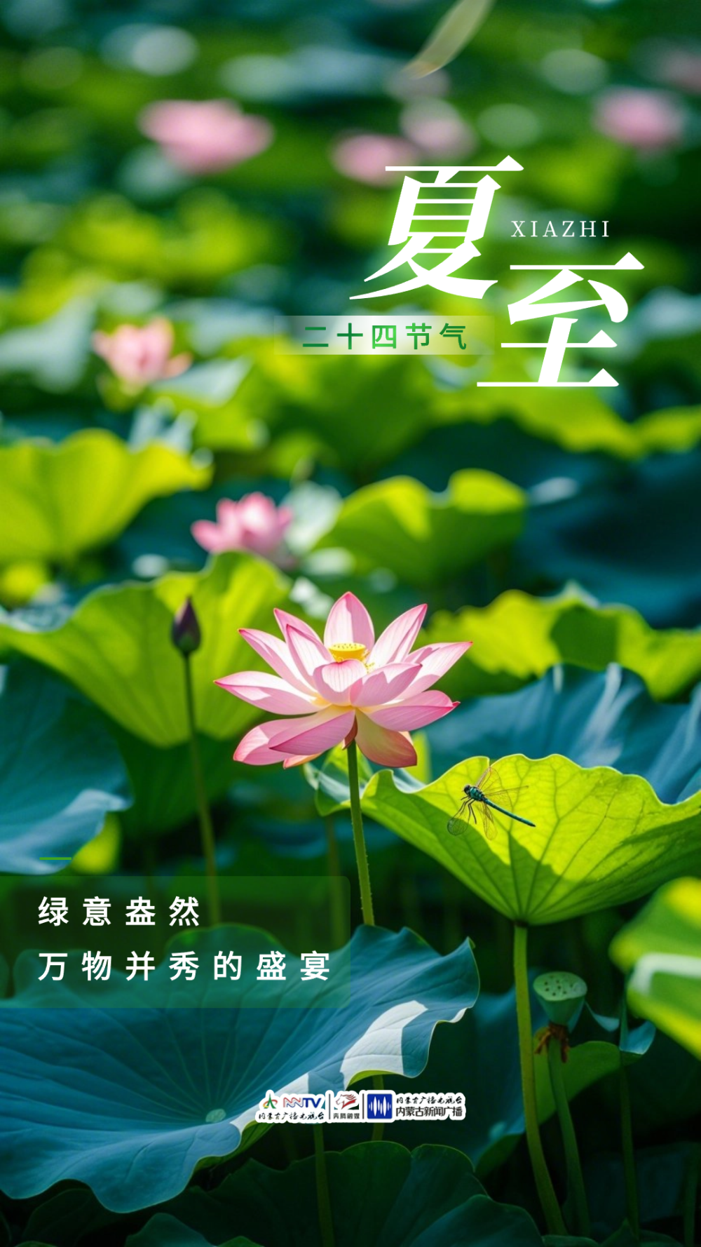 今日夏至 | 盛夏始 万物长